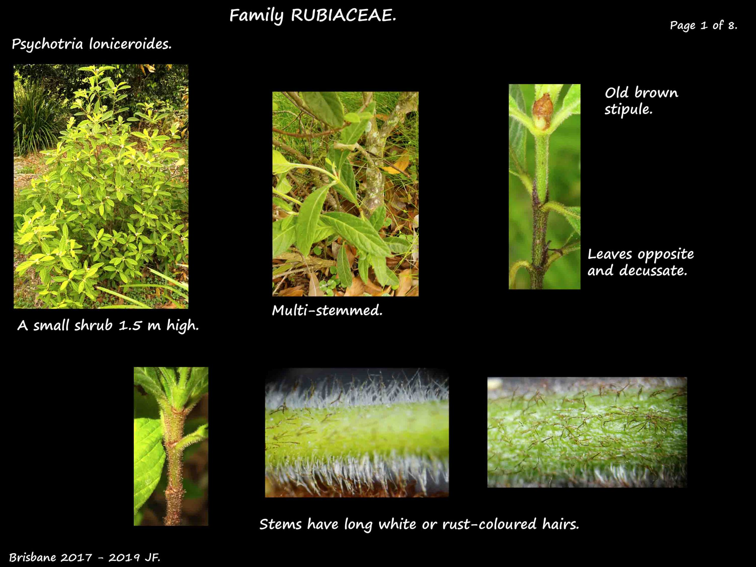 1 A Hairy Psychotria shrub